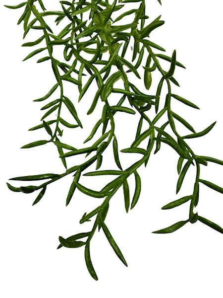 ZWIS ASPARAGUS 66 CM