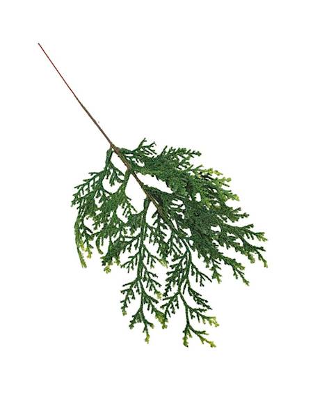 Tuja gałązka 40 cm