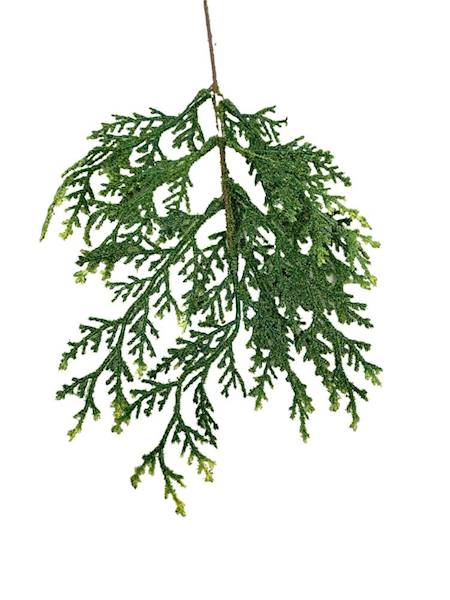 Tuja gałązka 40 cm