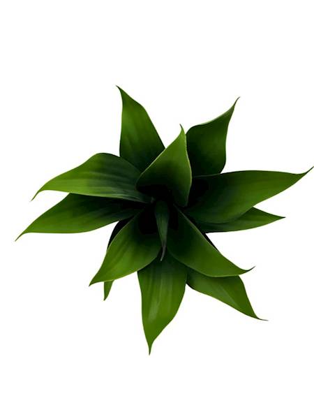 Sukulent krzew 32 cm zielony