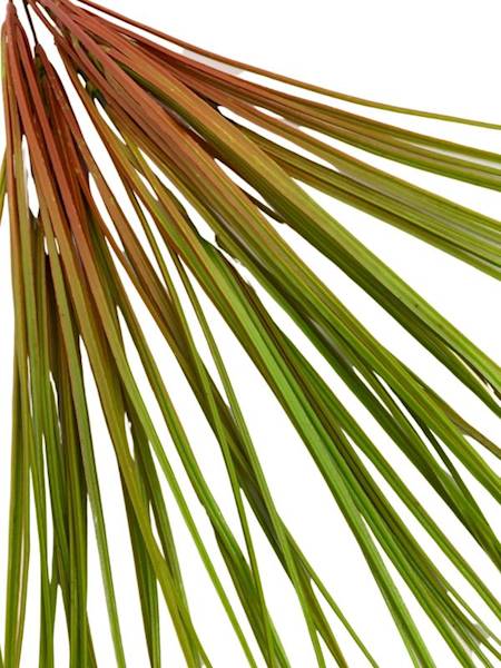 Trawa bukiet 49 cm zielono czerwona