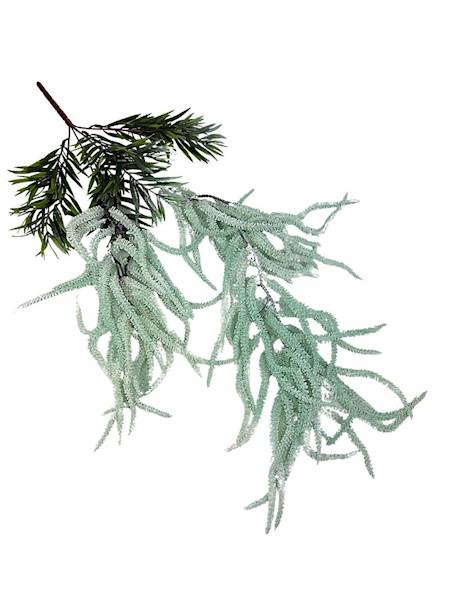 Szarłat zwisły 70 cm morski