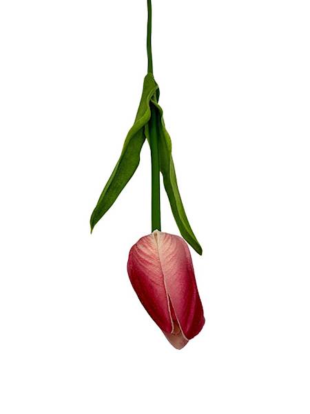 TULIPAN Z PIANKI 45 CM CIEMNY ROŻOWY