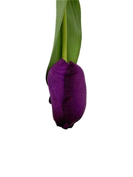 Tulipan gałązka 35 cm fioletowy