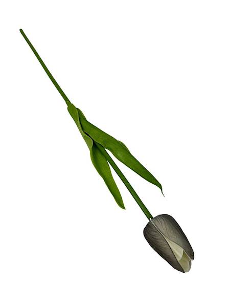 TULIPAN Z PIANKI 45 CM SZARY