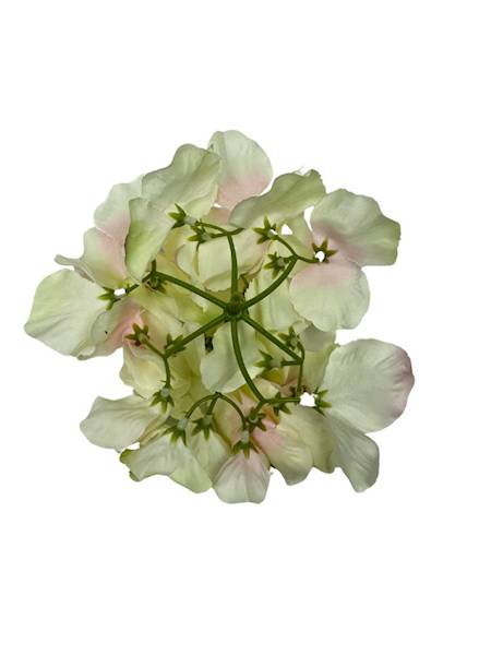 Hortensja główka 17 cm jasno zielona z różem