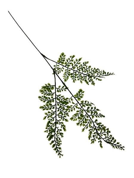 Liść paproć gałązka 56 cm zielony