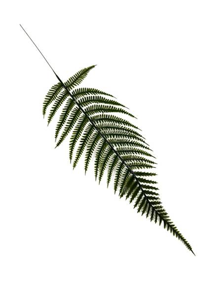 Liść paproć 40 cm zielony