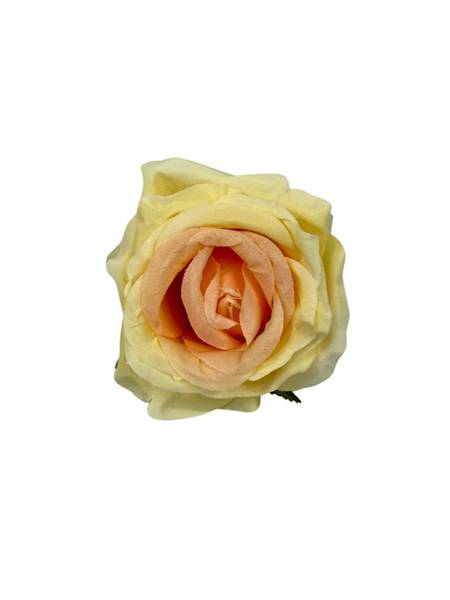 Róża główka 9 cm wanilia brzoskwinia
