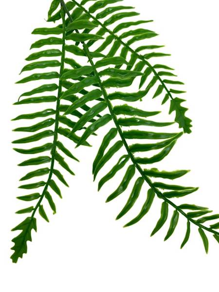 Liść paproci 58 cm