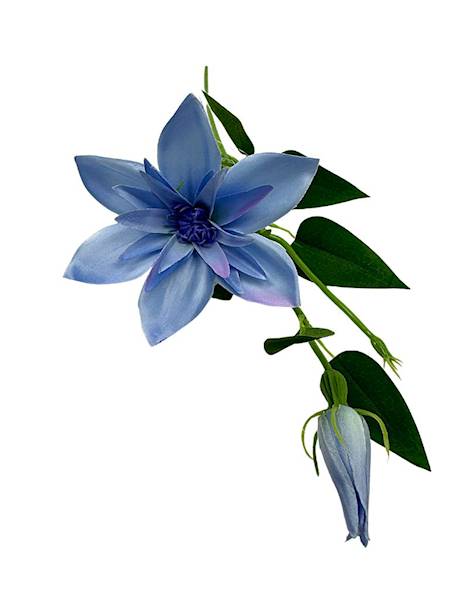 Klematis gałązka 48 cm jasny niebieski