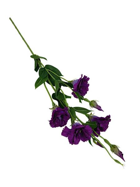 Eustoma gałązka 80 cm purpurowa