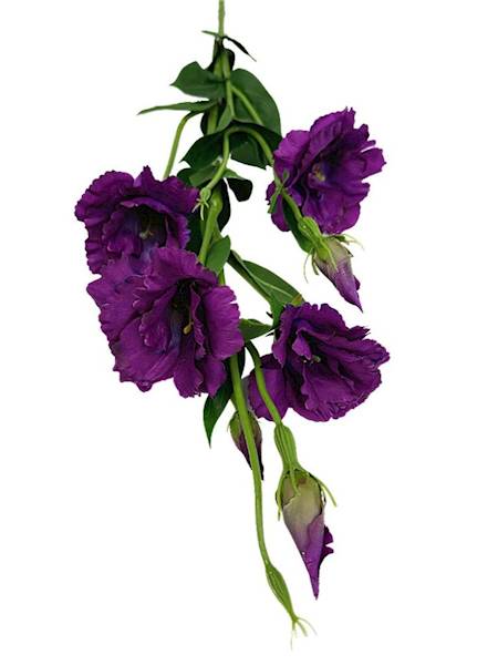 Eustoma gałązka 80 cm purpurowa