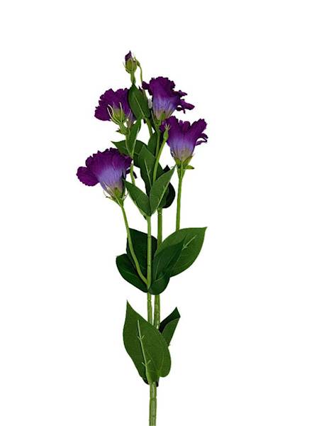 Eustoma gałązka 80 cm purpurowa