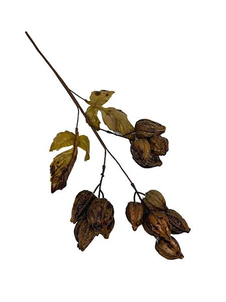 Miechunka gałązka 50 cm brązowa