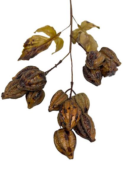 Miechunka gałązka 50 cm brązowa