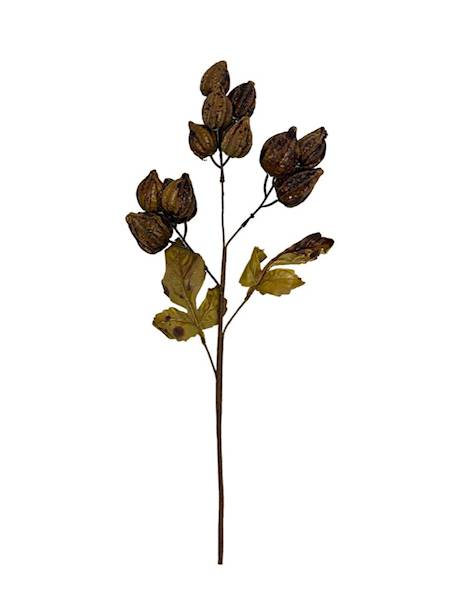 Miechunka gałązka 50 cm brązowa