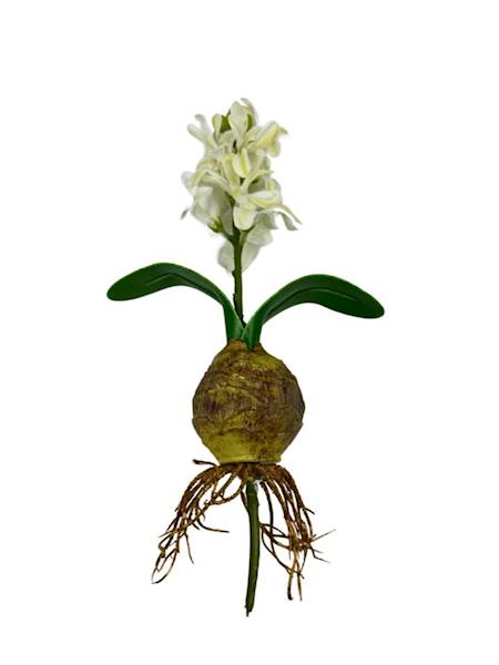 HIACYNT Z CEBULĄ 24 CM BIAŁO ZIELONY