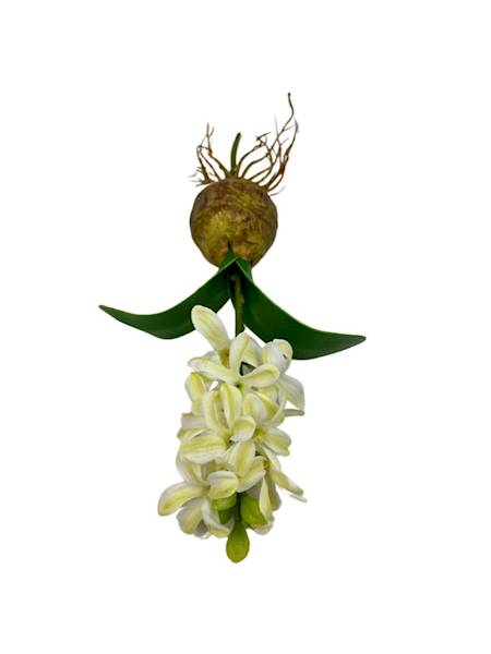 HIACYNT Z CEBULĄ 24 CM BIAŁO ZIELONY