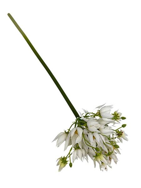 Agapantus gałązka 57 cm biały