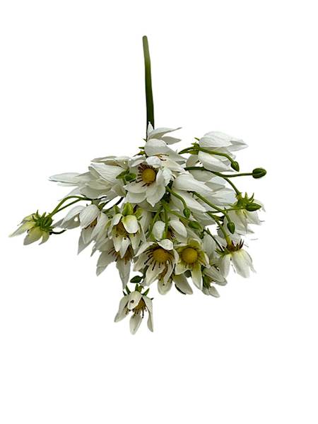 Agapantus gałązka 57 cm biały