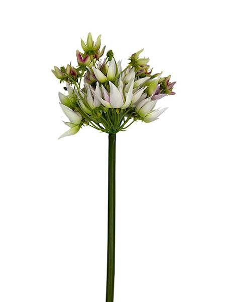 Agapantus gałązka 57 cm biały