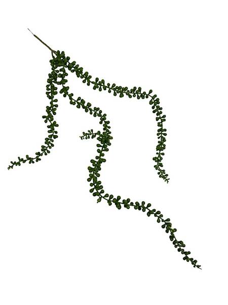 SENECIO ZWIS 75 CM ZIELONY