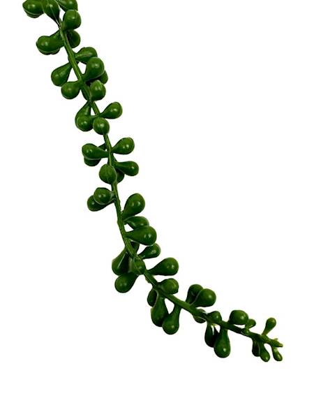 SENECIO ZWIS 75 CM ZIELONY