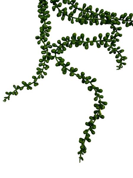 SENECIO ZWIS 75 CM ZIELONY