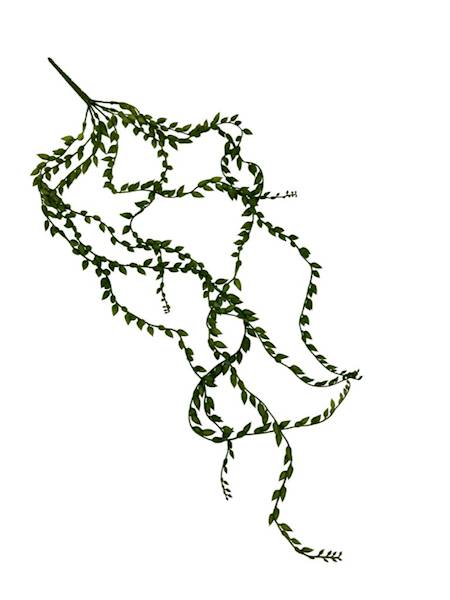 SENECIO ZWIS PNĄCZE 90 CM ZIELONE