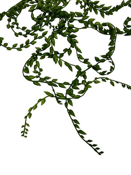 SENECIO ZWIS PNĄCZE 90 CM ZIELONE