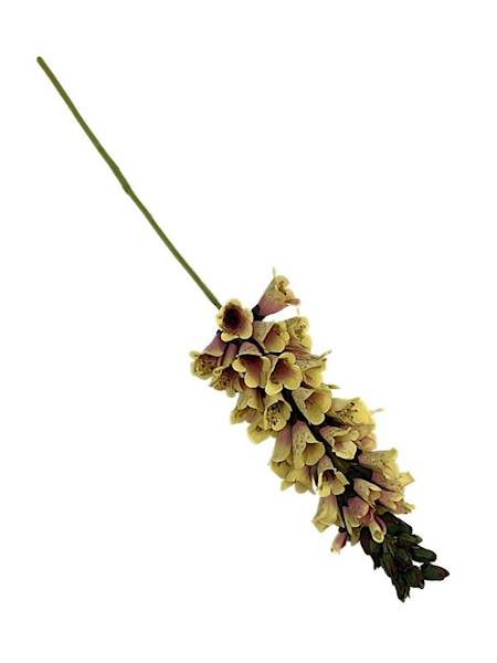 Lwia paszczka gałązka 80 cm żółto różowa