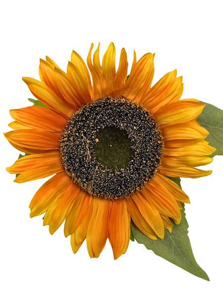 Słonecznik gałązka XL 75 cm