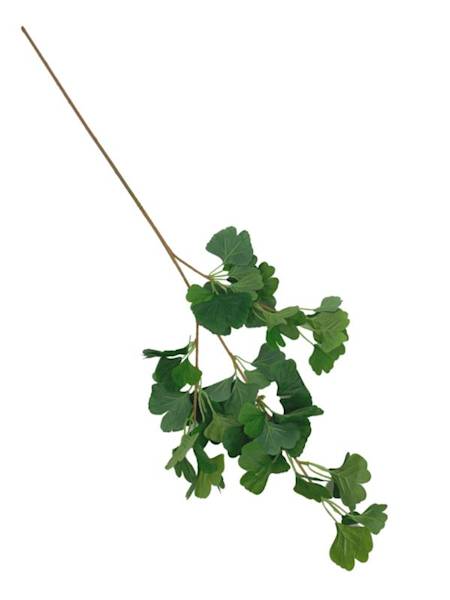 Miłorząb gałązka liści 90 cm