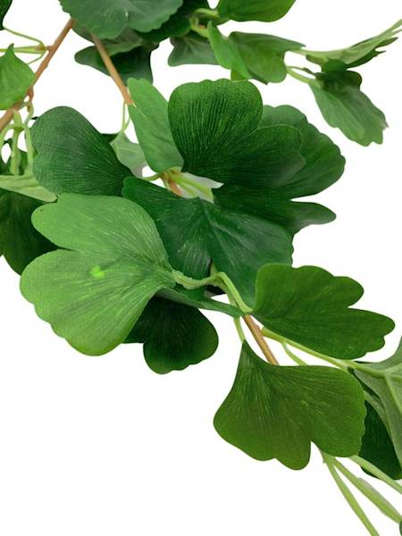 Miłorząb gałązka liści 90 cm