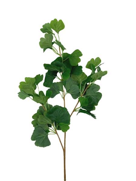 Miłorząb gałązka liści 90 cm