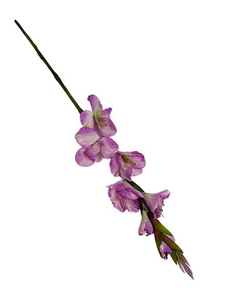 Mieczyk gałązka 85 cm jasny fiolet