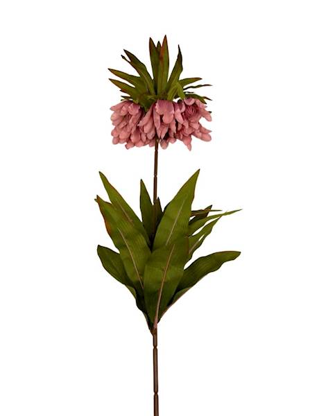 Szachownica cesarska gałązka 76 cm brudny róż