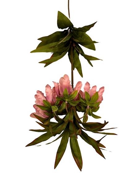 Szachownica cesarska gałązka 76 cm brudny róż