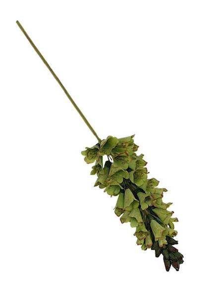 Lwia paszczka gałązka 80 cm zielona