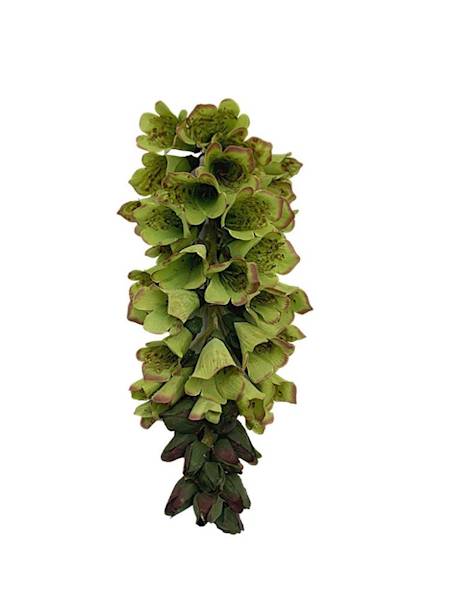 Lwia paszczka gałązka 80 cm zielona