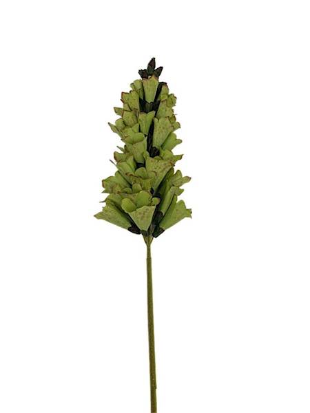 Lwia paszczka gałązka 80 cm zielona