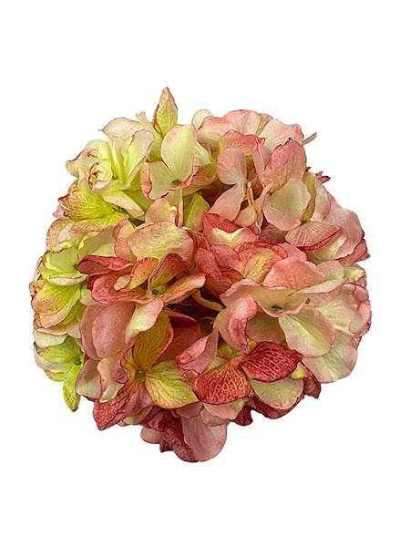 Hortensja główka XL 25 cm jasno czerwono zielona