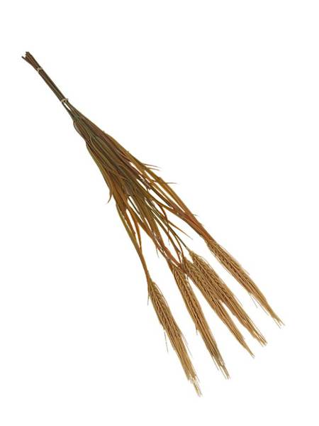 Kłosy zboża wiązka 70 cm