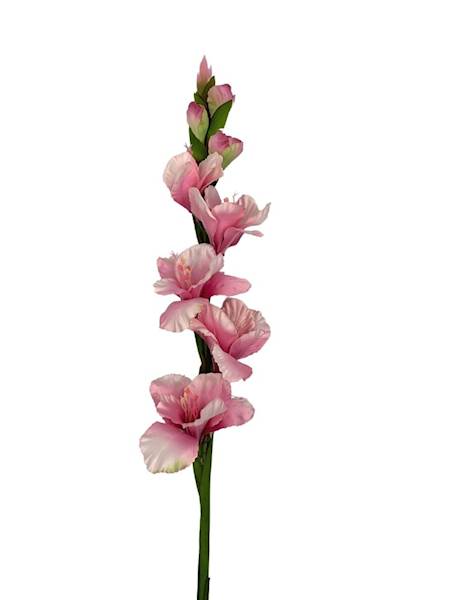 Mieczyk 85 cm różowy