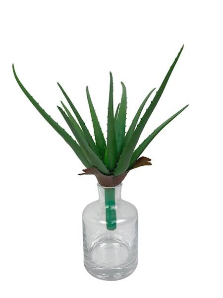 Aloes  38 cm