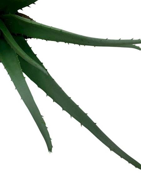 Aloes  38 cm