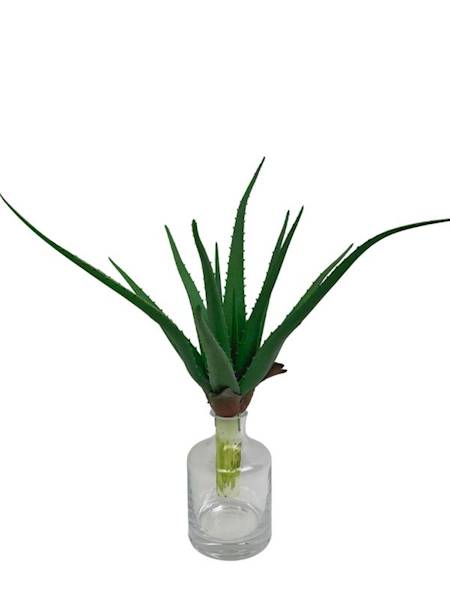Aloes 48 cm