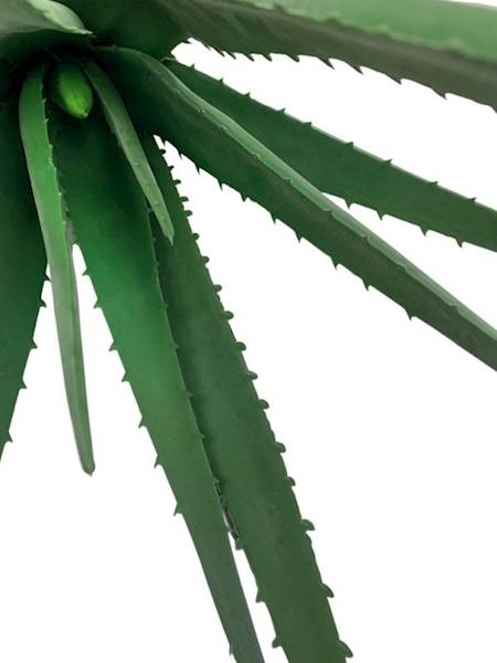 Aloes 48 cm