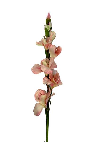 Mieczyk 85 cm jasny róż